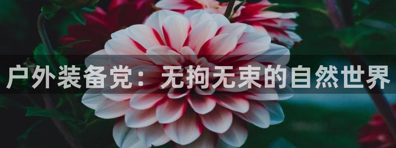 新gg宝