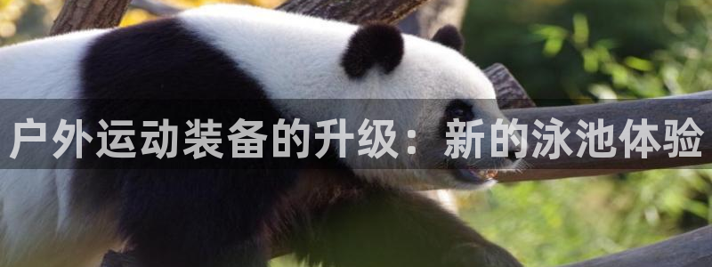 新宝gg盈亏