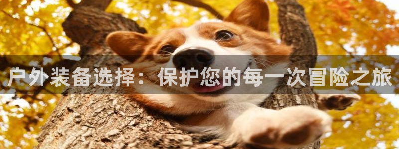 新宝gg主