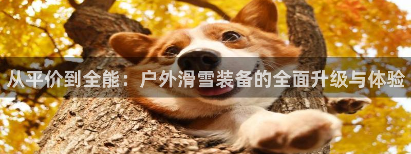 新 宝gg